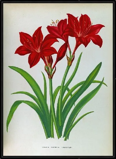 Картина Валлота Пурпуреа (Амариллис) (1872-1881)