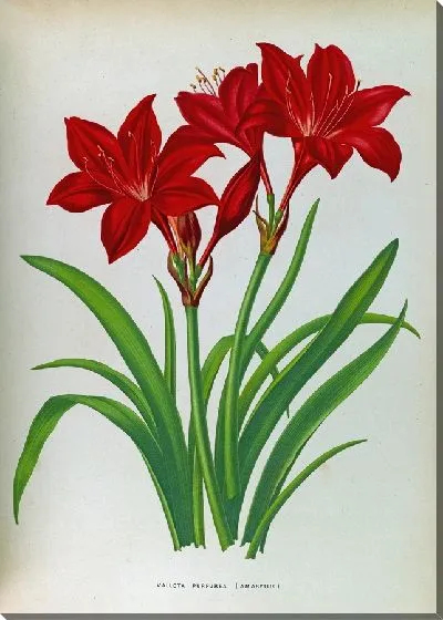 Картина Валлота Пурпуреа (Амариллис) (1872-1881)