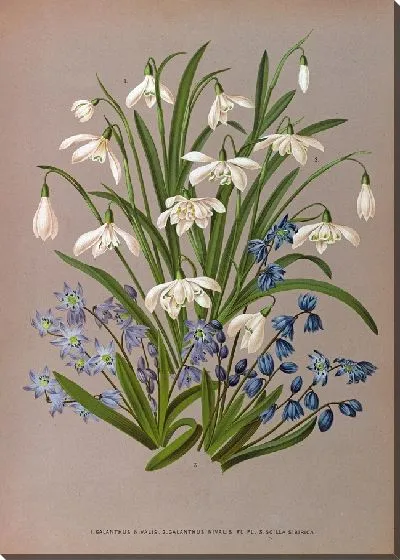 Картина Галантус Нивалис, Галантус Нивалис Флорида, Шилла Сибирская (1872-1881).