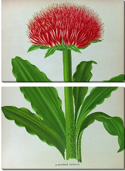 Картина Гемантус Пуницей (1872-1881)