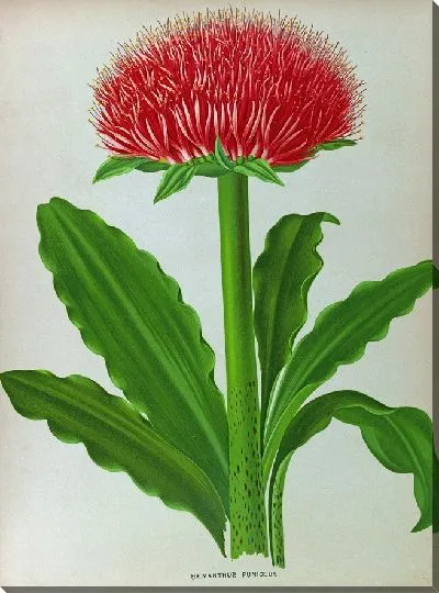 Картина Гемантус Пуницей (1872-1881)