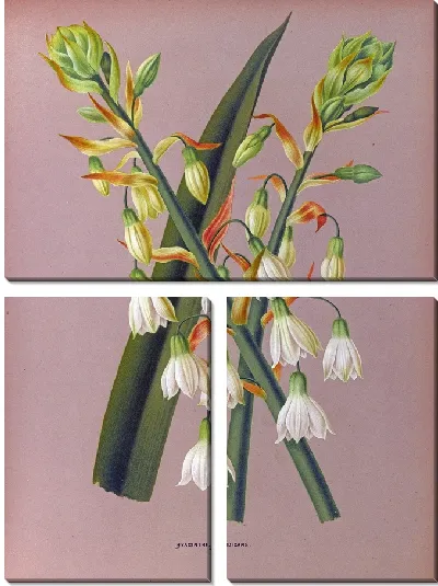 Картина Гиацинт Кандиканс (1872-1881)