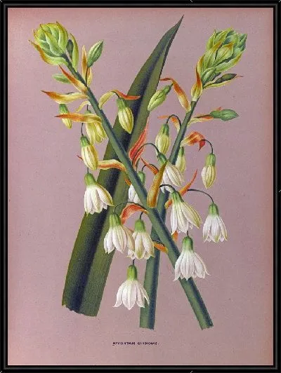 Картина Гиацинт Кандиканс (1872-1881)