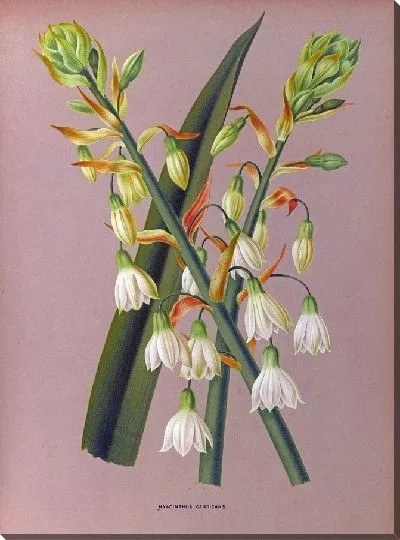 Картина Гиацинт Кандиканс (1872-1881)