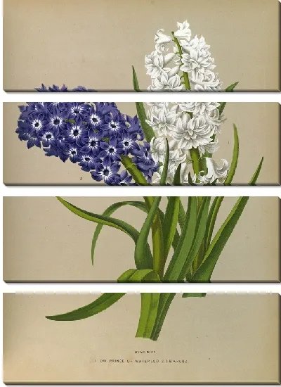 Картина Гиацинты 10 (1872-1881)