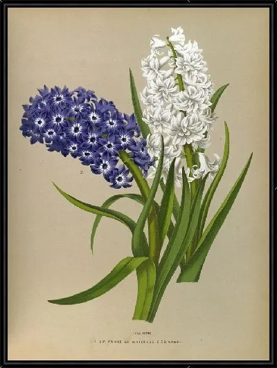 Картина Гиацинты 10 (1872-1881)