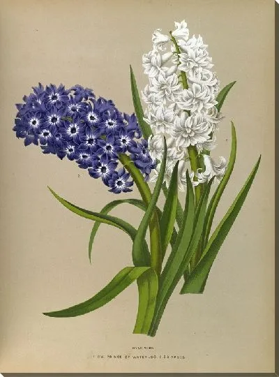 Картина Гиацинты 10 (1872-1881)