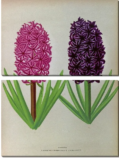 Картина Гиацинты 12 (1872-1881)