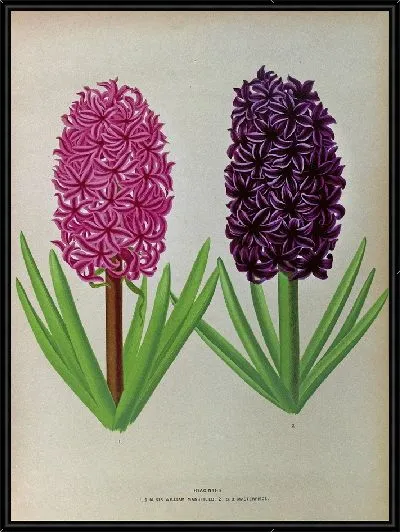 Картина Гиацинты 12 (1872-1881)