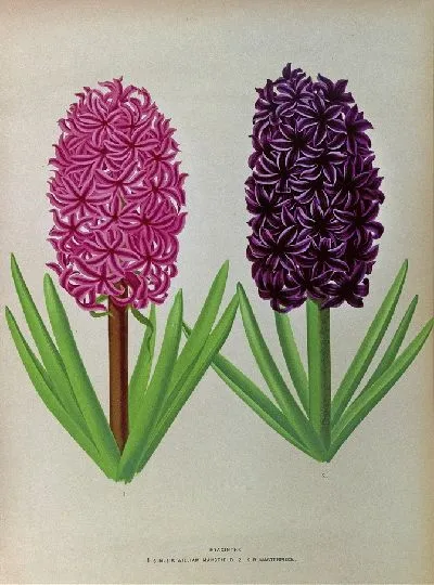 Картина Гиацинты 12 (1872-1881)