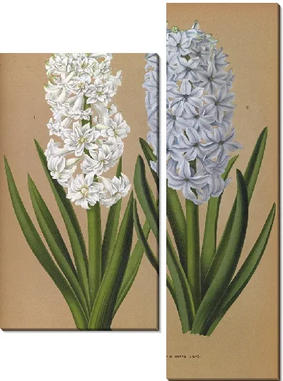 Картина Гиацинты 122 (1872-1881)