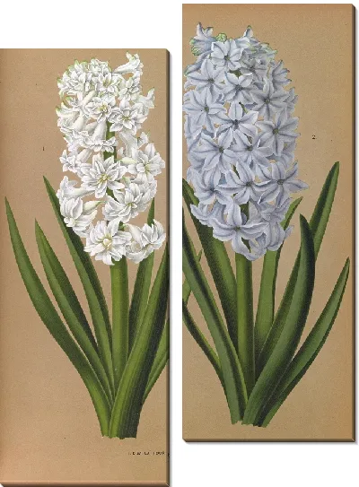 Картина Гиацинты 122 (1872-1881)