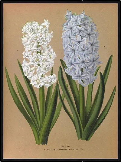 Картина Гиацинты 122 (1872-1881)