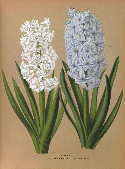 Картина Гиацинты 122 (1872-1881)