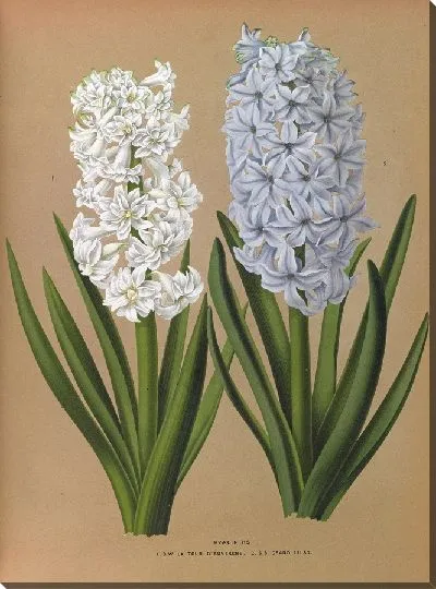 Картина Гиацинты 122 (1872-1881)