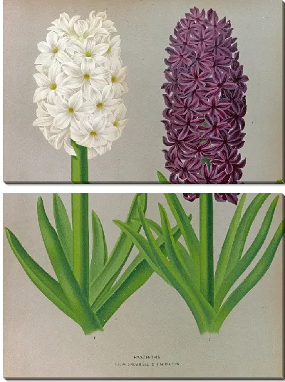 Картина Гиацинты 123 (1872-1881)