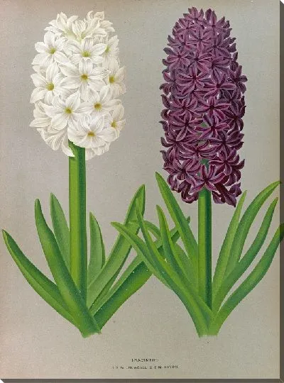 Картина Гиацинты 123 (1872-1881)