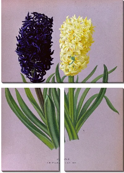 Картина Гиацинты 124 (1872-1881)