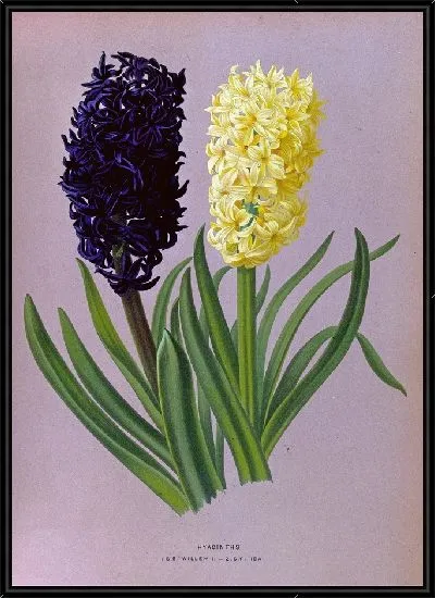 Картина Гиацинты 124 (1872-1881)