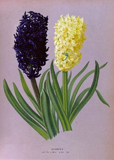 Картина Гиацинты 124 (1872-1881)