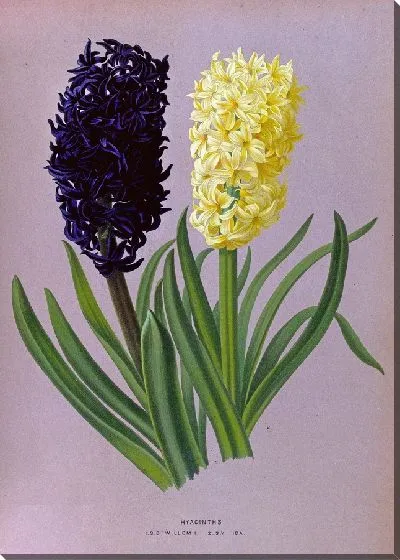 Картина Гиацинты 124 (1872-1881)