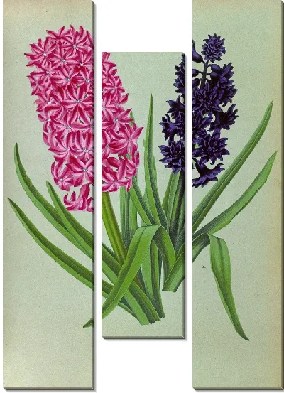 Картина Гиацинты 125 (1872-1881)