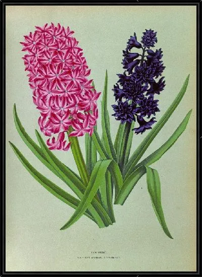 Картина Гиацинты 125 (1872-1881)