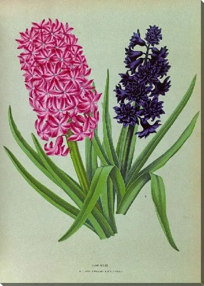 Картина Гиацинты 125 (1872-1881)