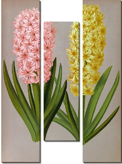 Картина Гиацинты 126 (1872-1881)