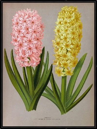 Картина Гиацинты 126 (1872-1881)