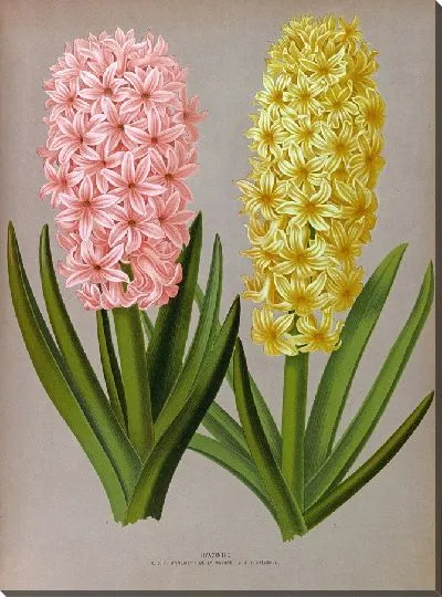 Картина Гиацинты 126 (1872-1881)