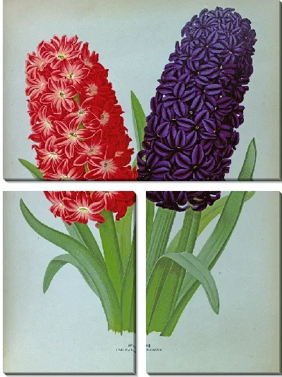 Картина Гиацинты 127 (1872-1881)