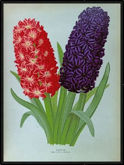 Картина Гиацинты 127 (1872-1881)