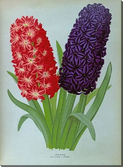 Картина Гиацинты 127 (1872-1881)