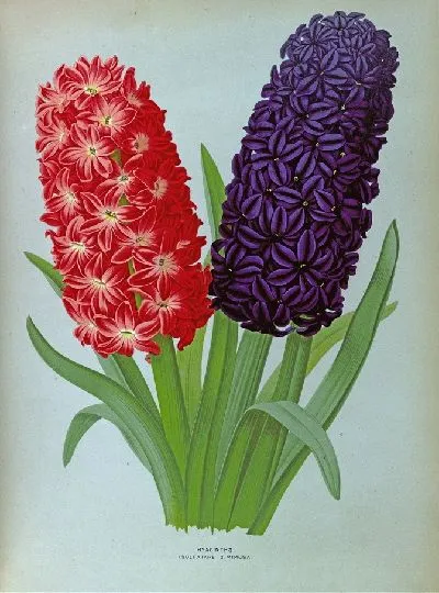 Картина Гиацинты 127 (1872-1881)