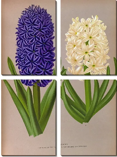 Картина Гиацинты 128 (1872-1881)