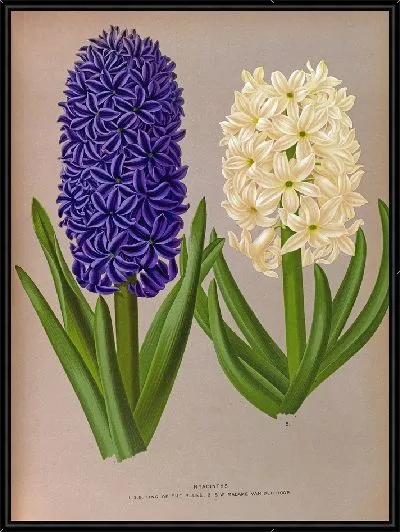 Картина Гиацинты 128 (1872-1881)