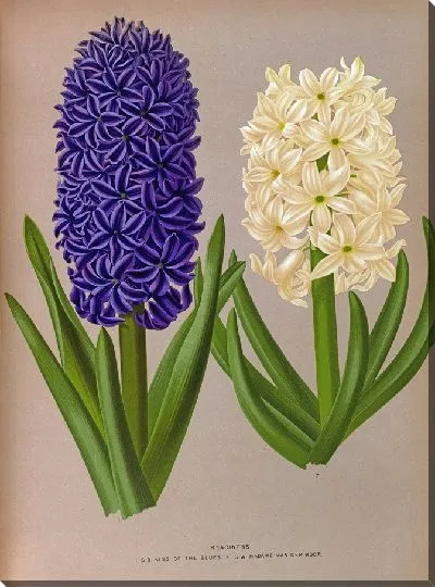 Картина Гиацинты 128 (1872-1881)