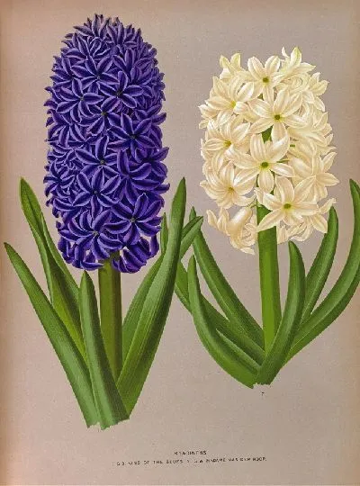 Картина Гиацинты 128 (1872-1881)