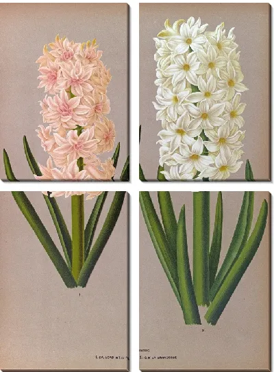 Картина Гиацинты 129 (1872-1881)