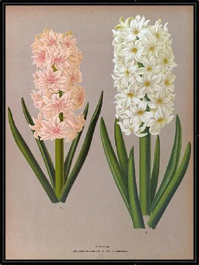 Картина Гиацинты 129 (1872-1881)