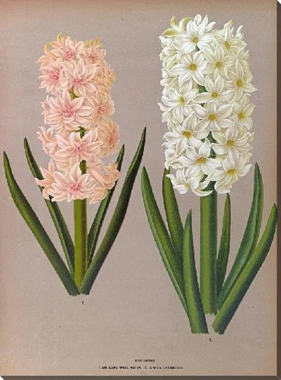 Картина Гиацинты 129 (1872-1881)