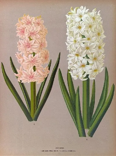 Картина Гиацинты 129 (1872-1881)