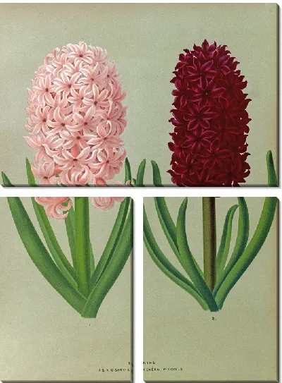 Картина Гиацинты 130 (1872-1881)