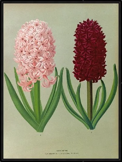 Картина Гиацинты 130 (1872-1881)