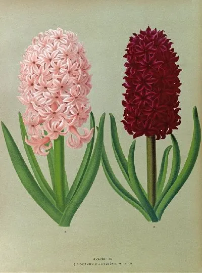 Картина Гиацинты 130 (1872-1881)