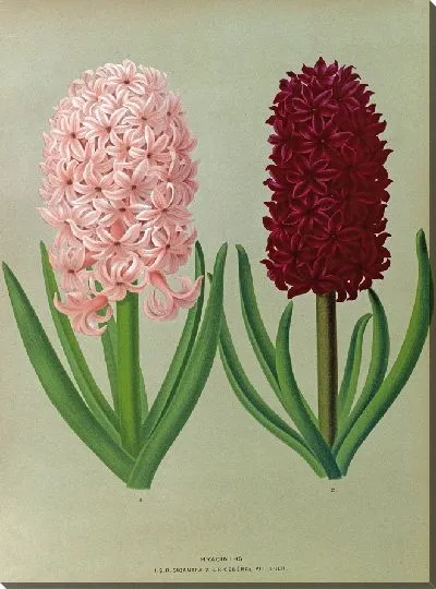 Картина Гиацинты 130 (1872-1881)