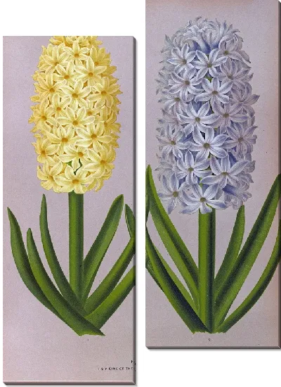 Картина Гиацинты 131 (1872-1881)