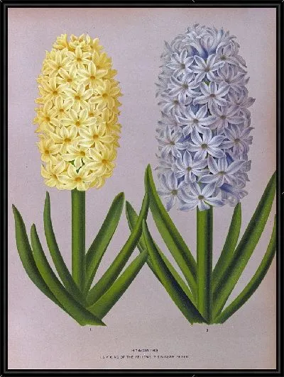 Картина Гиацинты 131 (1872-1881)