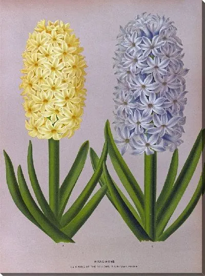 Картина Гиацинты 131 (1872-1881)